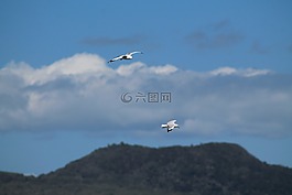 鳥,飛行,海鷗