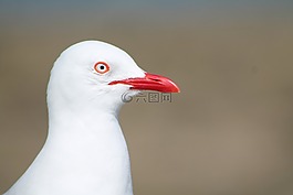 海鷗,鳥,白