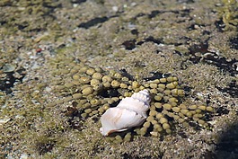 海貝殼,海,海洋