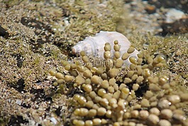 海貝殼,海,海洋