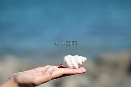 海貝殼,海,海洋