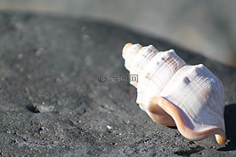 海貝殼,海,海洋