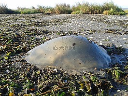 海蜇,海灘,海洋