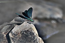 蜻蜓,動(dòng)物,石