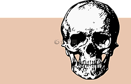 骨骼,頭骨,死亡