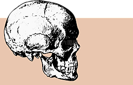 骨骼,頭骨,死亡