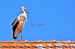 鸛,鳥,飛