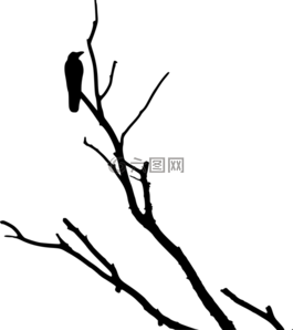 烏鴉,側(cè)影,樹