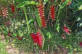 热带植物,普拉塔尼,花叶