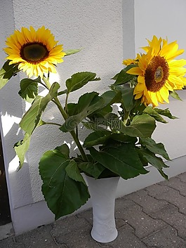 向日葵,太陽,束鮮花