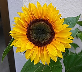 太陽花,鮮花,黃色