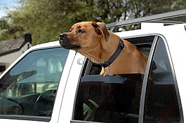 狗,可愛(ài),寵物