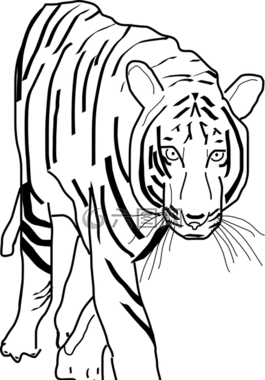 虎,大,貓
