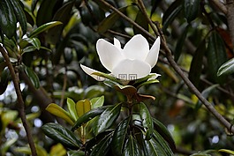 玉蘭,花,花的