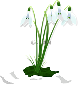 植物區(qū)系,葉,自然