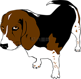 小獵犬,狗,動(dòng)物