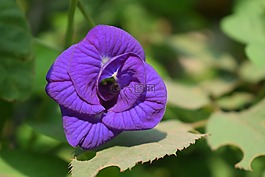 花,植物區(qū)系,自然