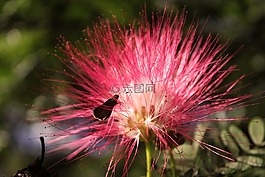 花卉,蝴蝶,羅莎