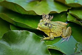 牛蛙,綠色,池