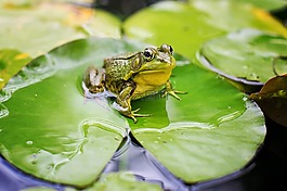 牛蛙,綠色,池
