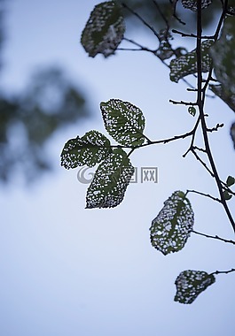 葉,葉子,性質(zhì)