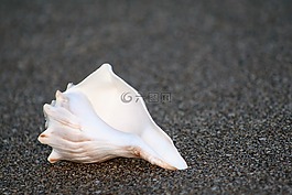 外殼,海灘,沙