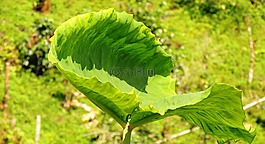 性質(zhì),葉,光明