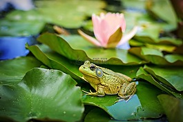 牛蛙,綠色,池