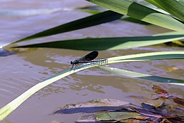 蜻蜓,叶,水