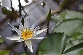 teichrose,百合,池塘