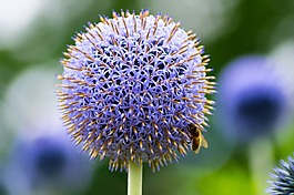 薊,花,蜜蜂
