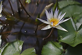 teichrose,百合,池塘