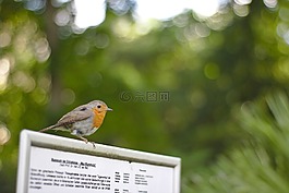 紅酒杯,鴝rubeculavogel,家禽