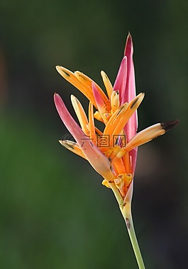橙花,花,植物
