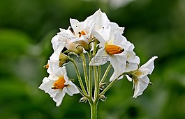 土豆花,馬鈴薯,鮮花
