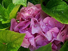 esőcseppes绣球,粉红色,夏季花卉园