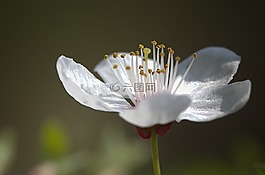 花,性質(zhì),植物