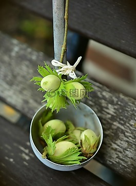 坚果,榛子,未成熟的