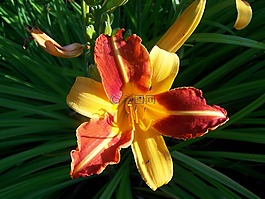 黃花菜,庭園,黃 - 橙紅色
