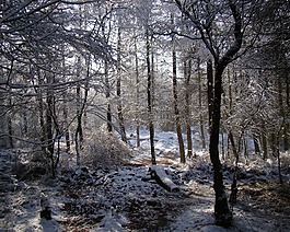 冬天,現場,林地