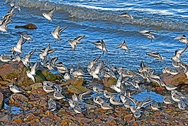 sanderlings,登陸,濱鷸阿爾巴