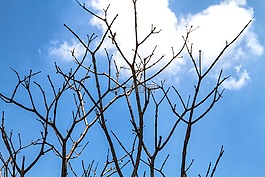 樹枝,背光,天空