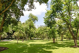 花園,公園,視圖