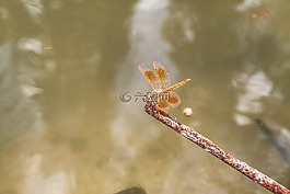 蜻蜓,飛行,mangpor