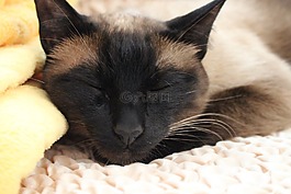 貓,寵物,睡眠