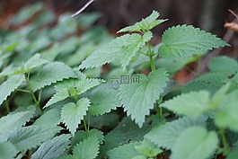 蕁麻,綠色,植物