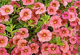 矮牽牛,花,花園