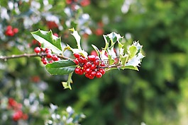 科,紅色,漿果