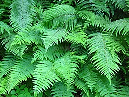 蕨類,廠,綠色
