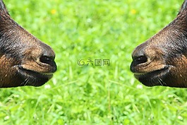 山羊,山羊的鼻子,鏡像